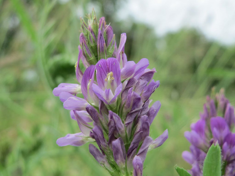 Alfalfa