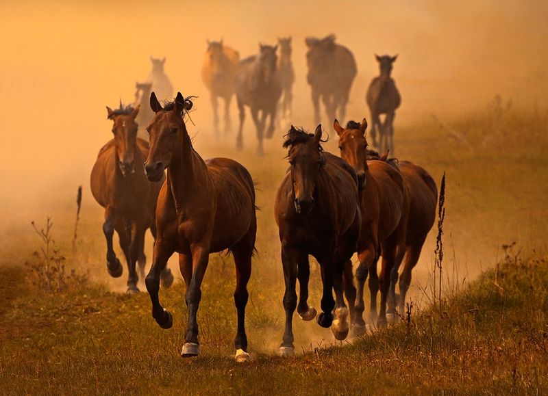 horses herd