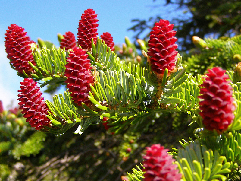 Spruce with cones