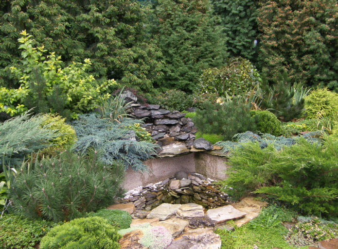 Spruce by a dry stream