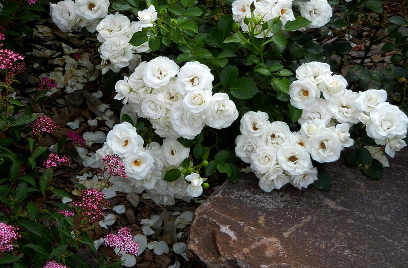 Beautiful groundcover roses rug: 45 landscaping ideas