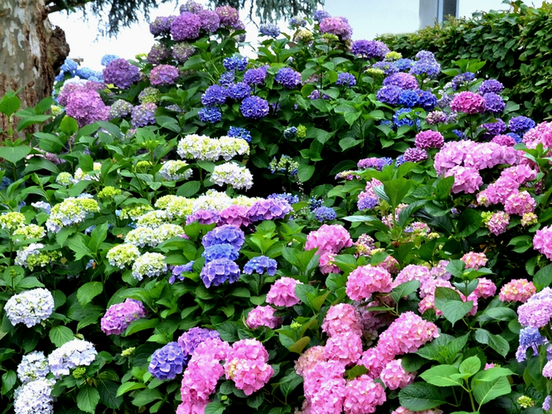 Hydrangea in landscape design
