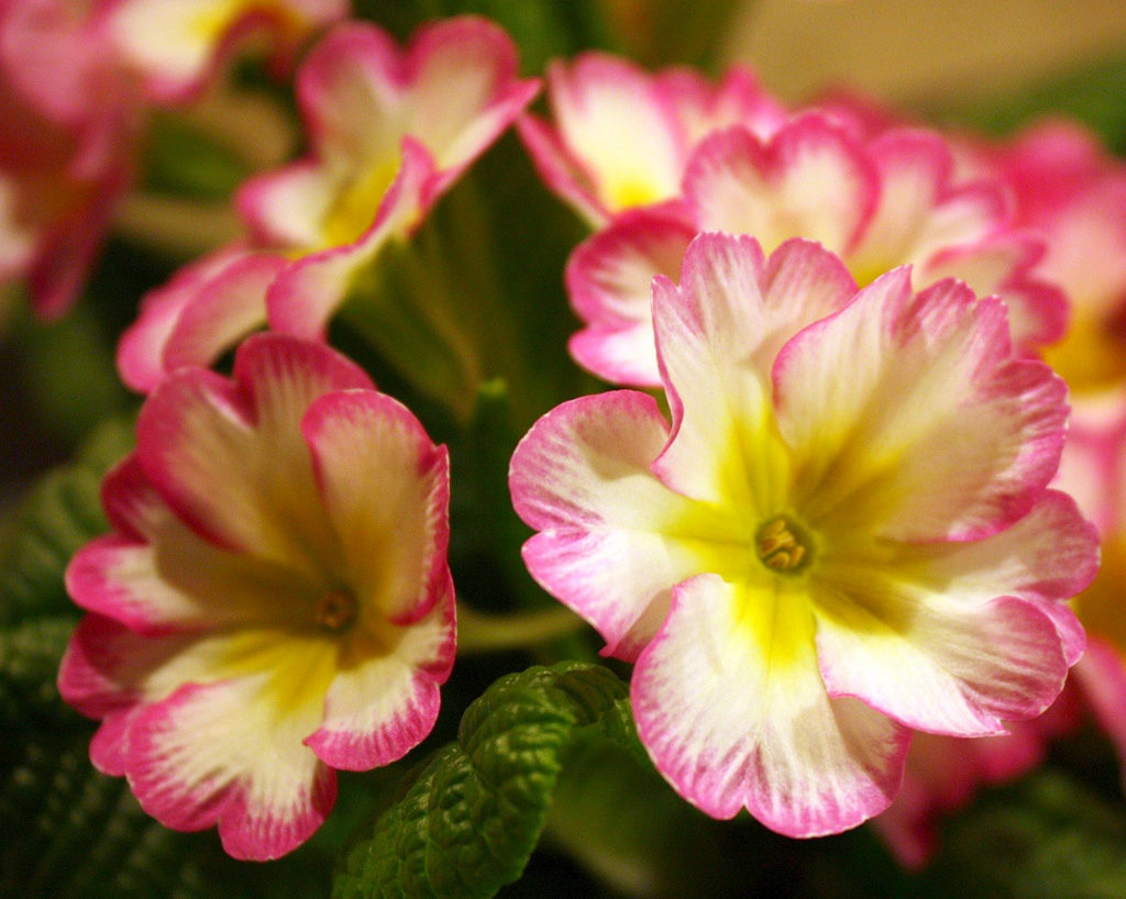 Growing room primrose and home care