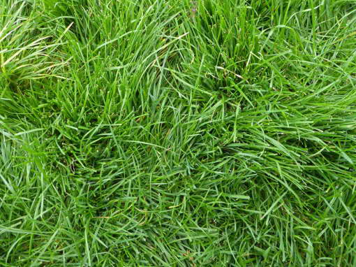 Multi-cut ryegrass