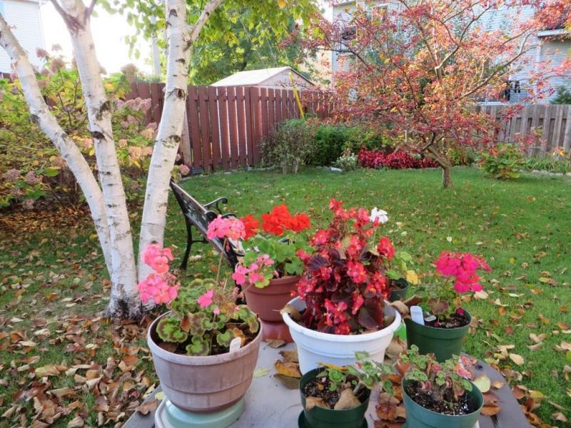 Garden in October