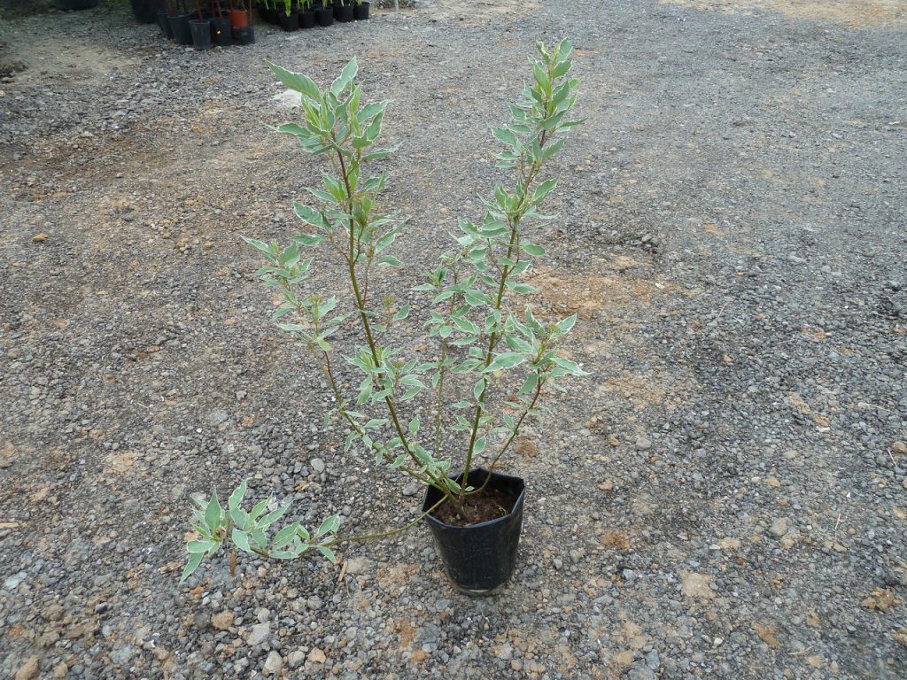 Sapling of variegated turf