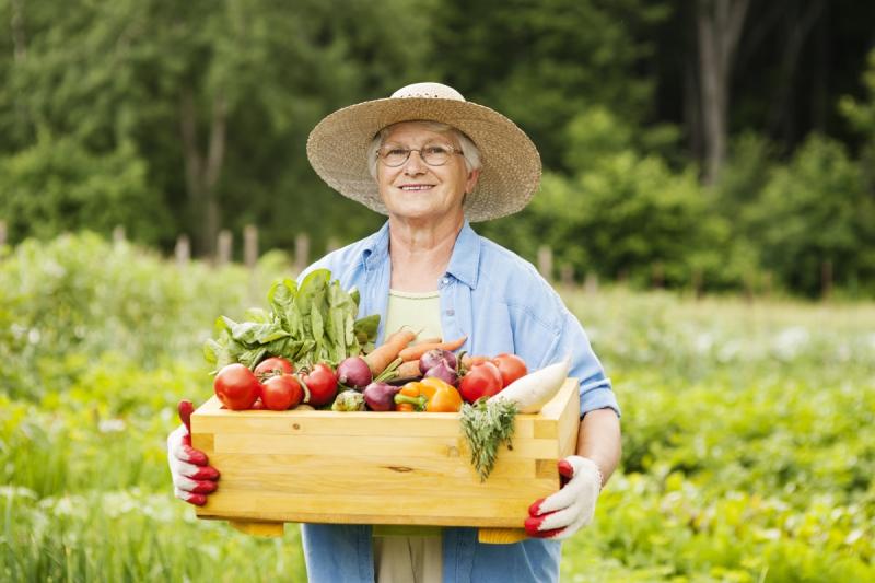 Harvesting in August