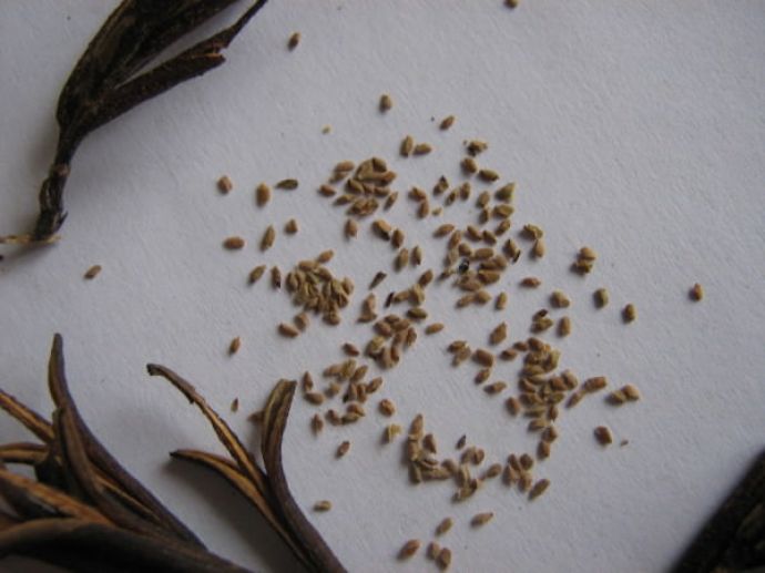 Weigela seeds