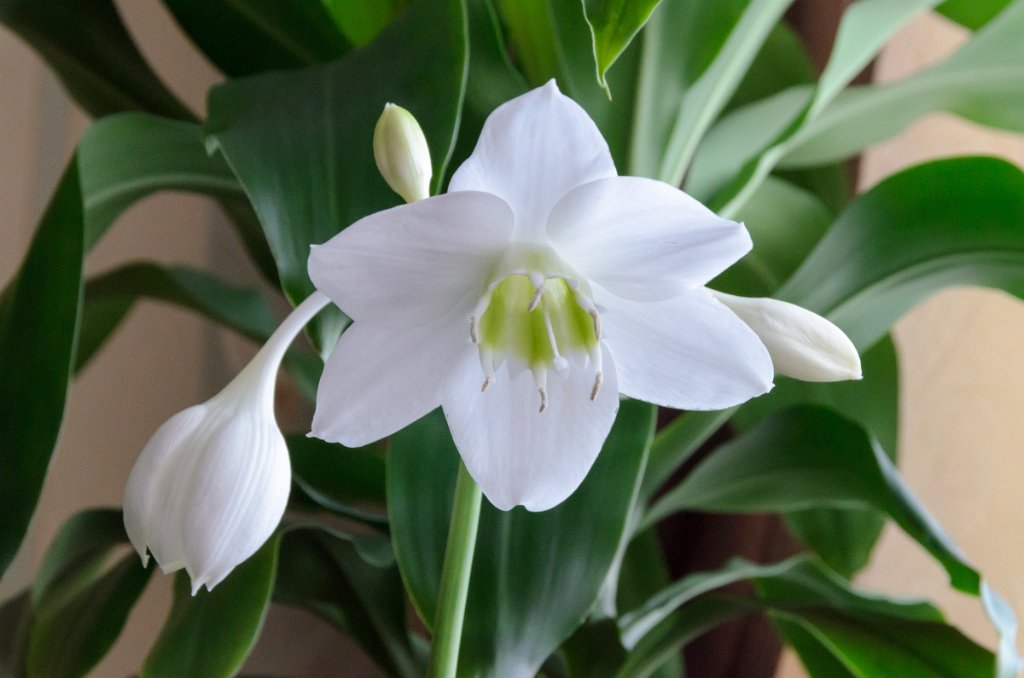 Bulbous indoor plants: name, description, photo