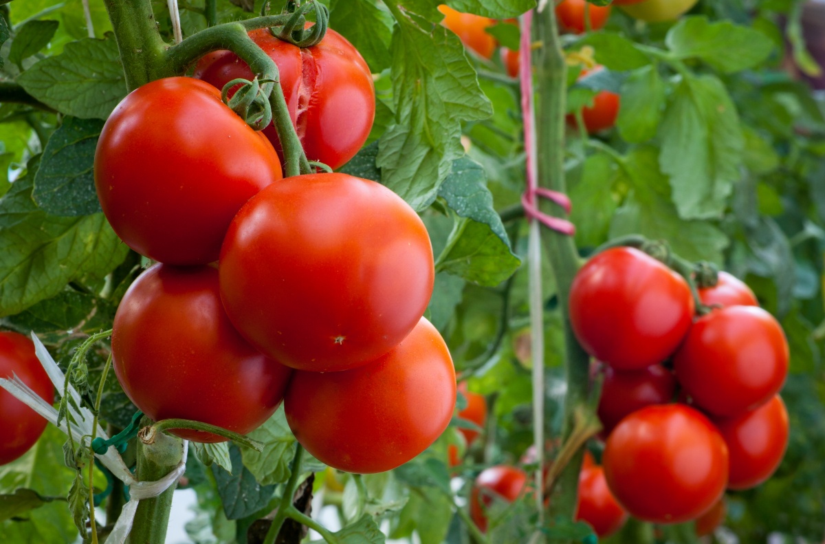 Tomatoes: from sowing for seedlings to planting in the garden