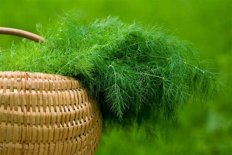 Dill in a wicker basket