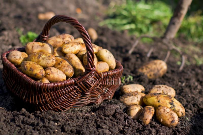 Harvest potatoes in basket and pitchfork