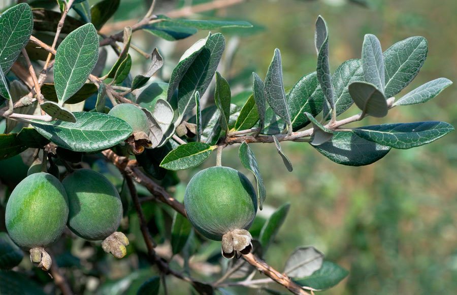 Branch with feijoa fruits