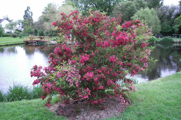 Weigela by the pond