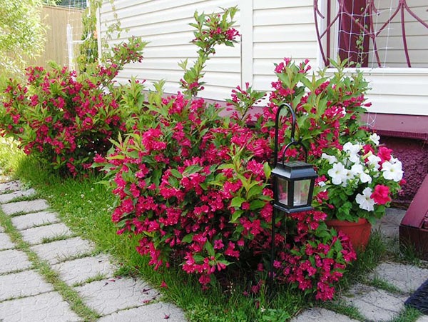 Weigela near the house