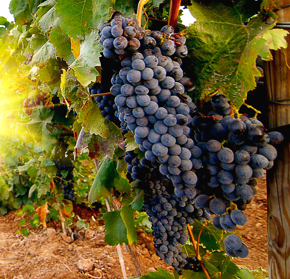 Features of the cultivation and reproduction of various grape varieties