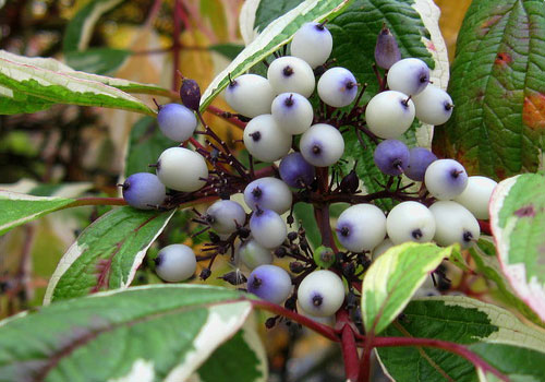 Variegated turf berries