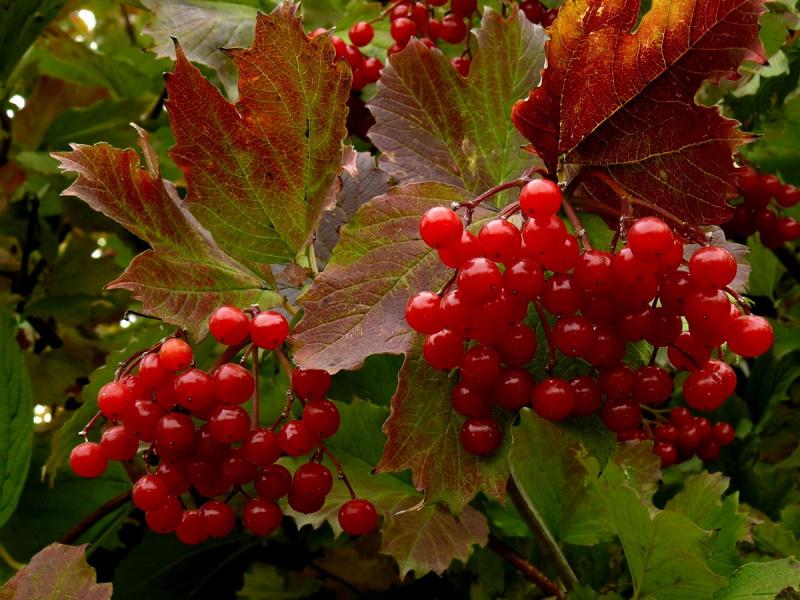 Viburnum berries