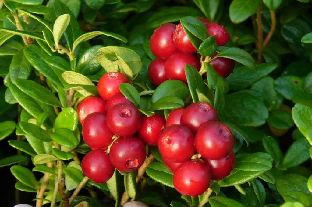 Cranberries on a branch