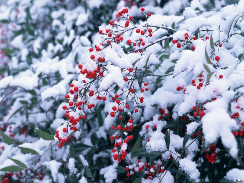 Berries in the snow, January