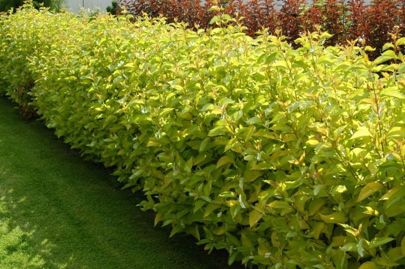 Variegated turf hedge